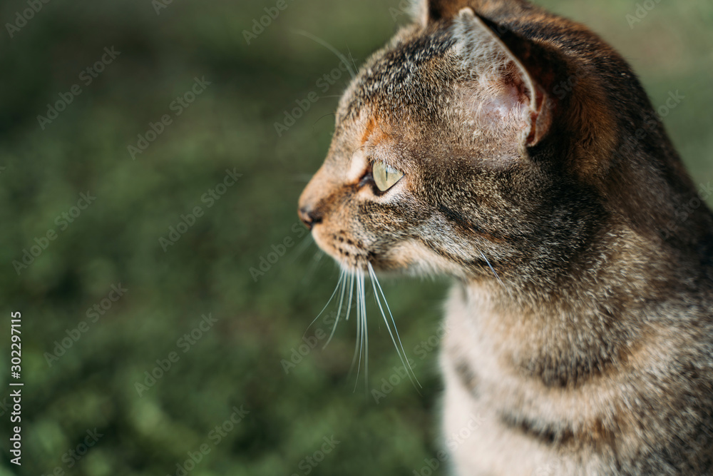 Portrait of tabby cat looking at distance outdoors Portrait of tabby cat looking at distance outdoors