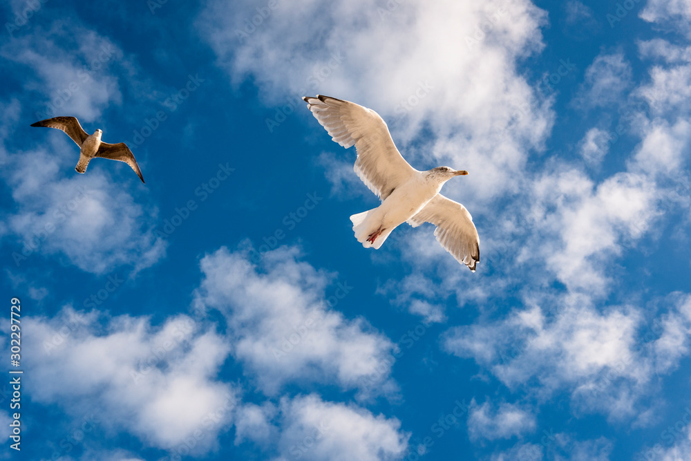 Two seagulls in the sky