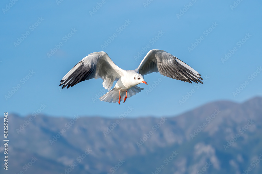 Obraz premium Black headed Gull (Larus ridibundus) in flight close up
