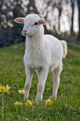 Cute white Lamb standing in spring grass meadow by yellow daffodil flowers.
