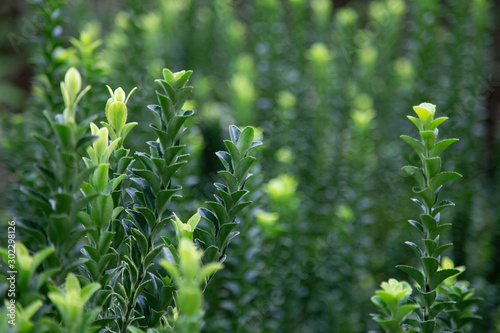 Close up of Box hedge, Buxus genus focusing on three stems with the background highlighted in the sun