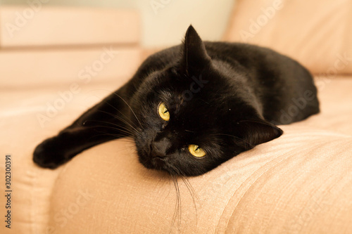 Black cat with beautiful eyes resting on the couch.