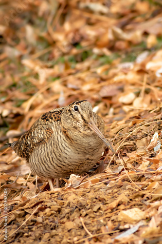 Fototapeta Camouflage bird woodcock