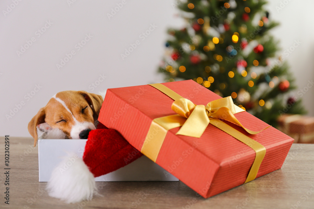 Jack sales russell presents