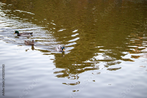 Ducks swim in the pond of autumn park