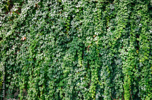 The wall is overgrown with decorative grapes.