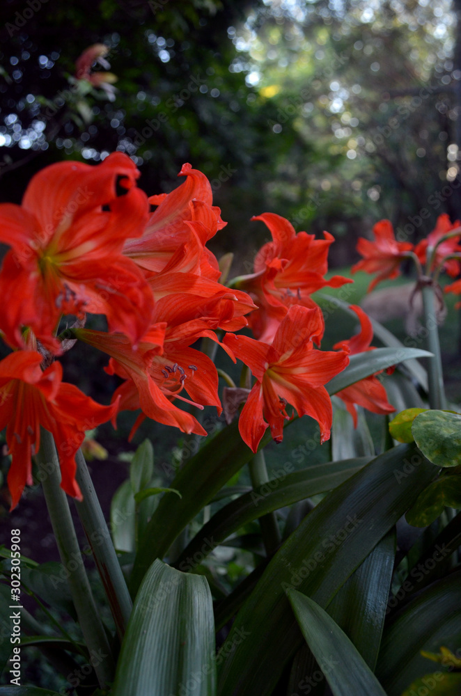 Bellas y vibrantes flores de azucena anaranjada Bellas y vibrantes flores de azucena anaranjada