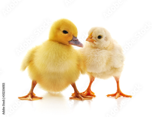 Small chicken and duck.