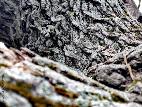  An interesting background texture of a tree bark in a natural gray autumn forest.