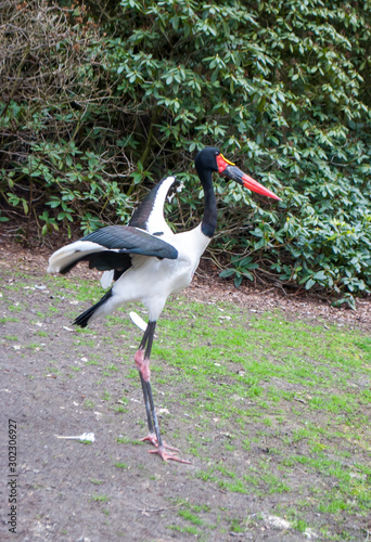 Big beautiful Bird - Saddle-Billed Stork - Full-length  Spread