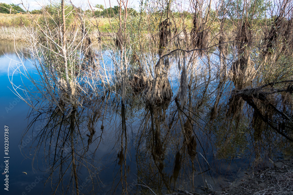 Trees grow in the lake and are reflected in the water. Trees grow in the lake and are reflected in the water.