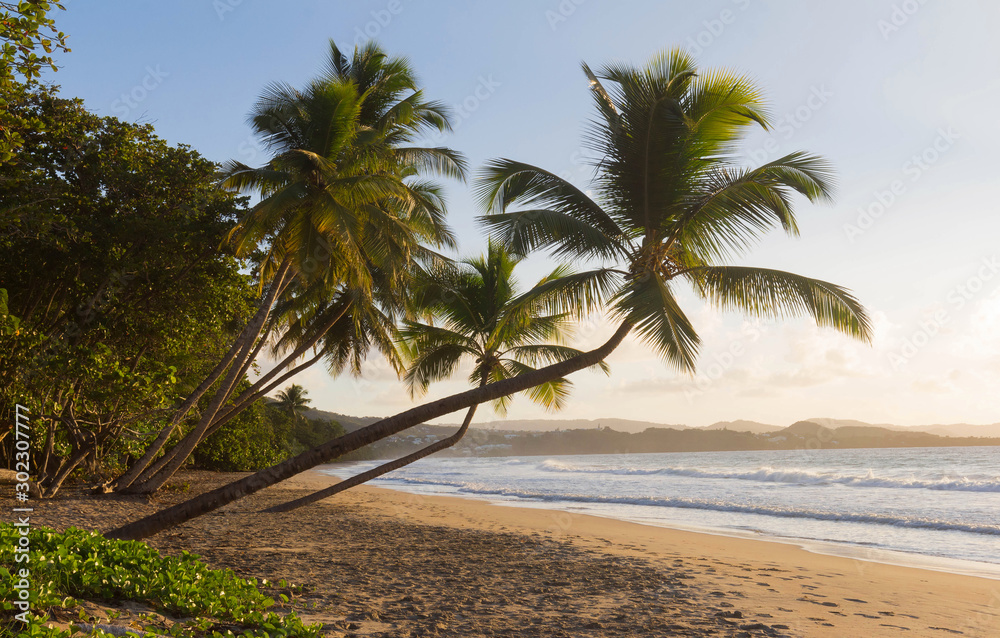 Obraz premium The Caribbean beach , Martinique island.