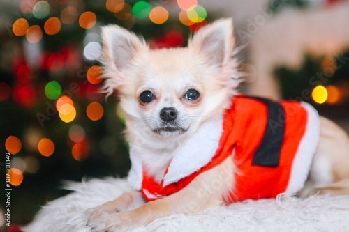 Cute chihuahua dog wearing in the costume of Santa Claus sit under christmas tree. New year and christmas concept. Celebrate winter New Year holidays in decorated living room with Xmas lights.