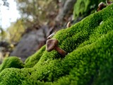 mushrooms in the moss (Ukraine)