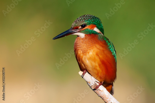 Cute colorful bird. Kingfisher. Green nature background.  © serkanmutan