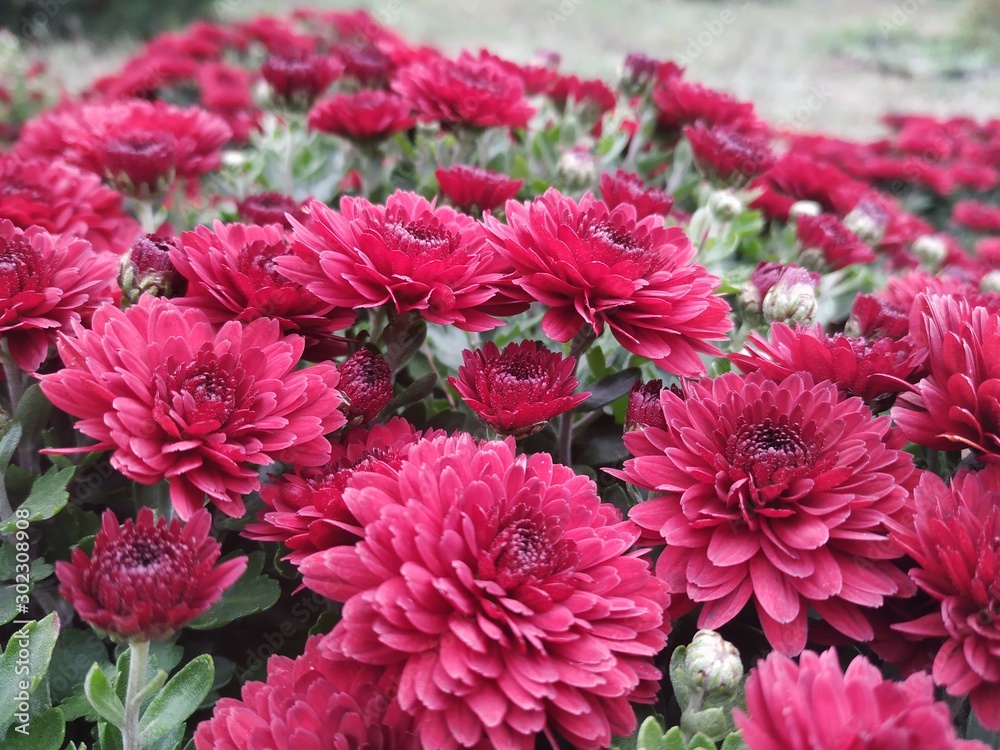 flovers in the botanic garden flovers in the botanic garden
