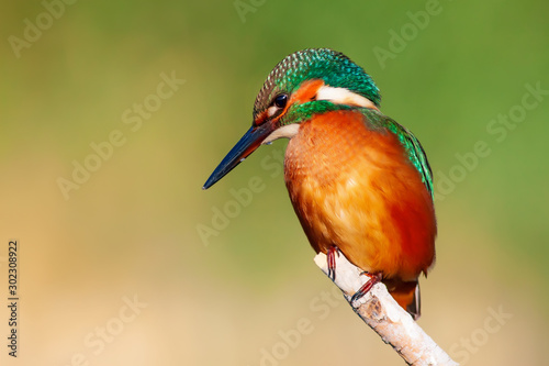 Cute colorful bird. Kingfisher. Green nature background. 