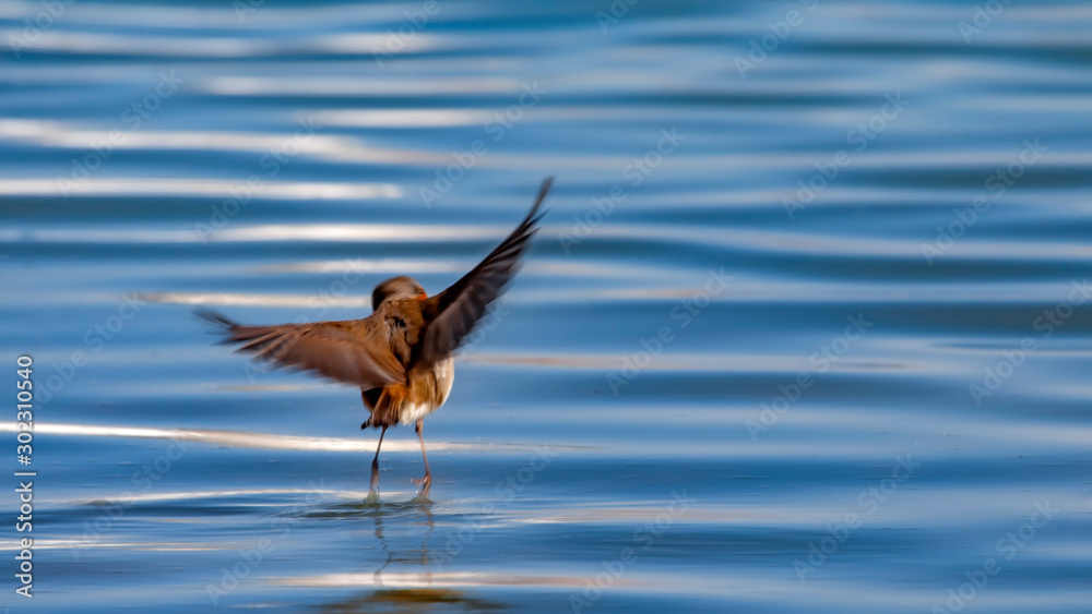 Flying Robin. Blue water background. European Robin. Erithacus rubecula. Flying Robin. Blue water background. European Robin. Erithacus rubecula.