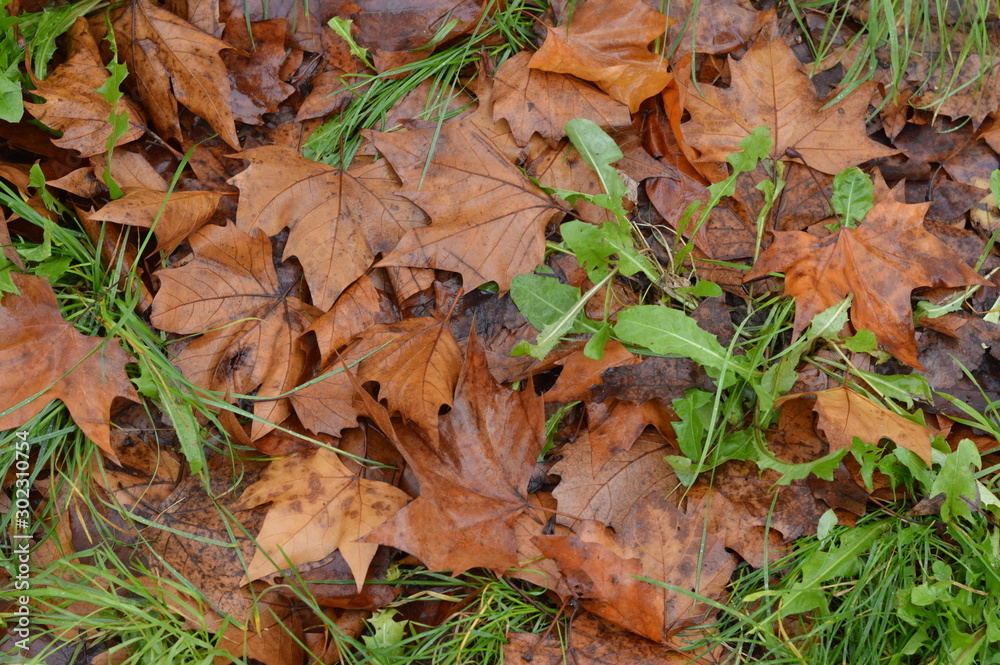 tapis de feuilles d'automne au sol