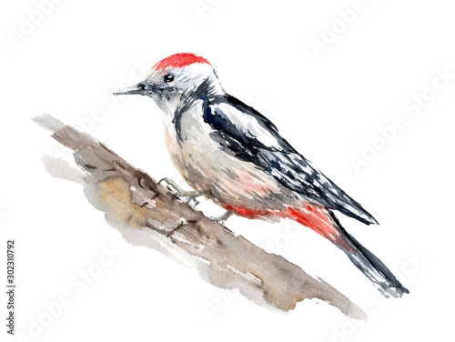 фотографія watercolor drawing of a bird - woodpecker on a branch