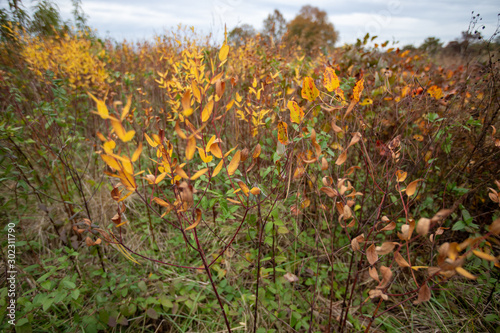 autumn foliage meadow us national arboretum washington dc usa