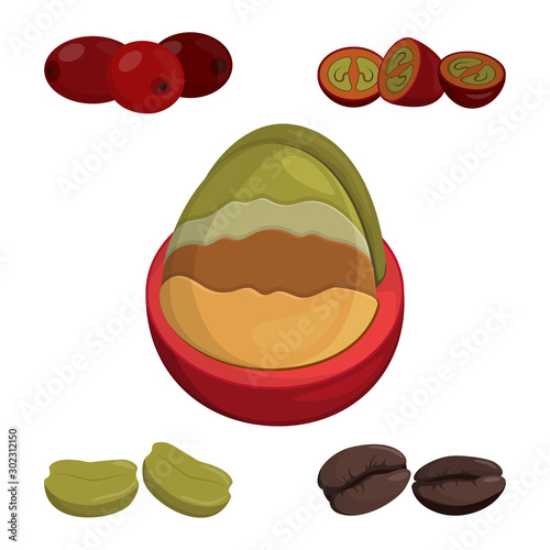 Structure of coffee berries. Coffee beans at all stages of processing