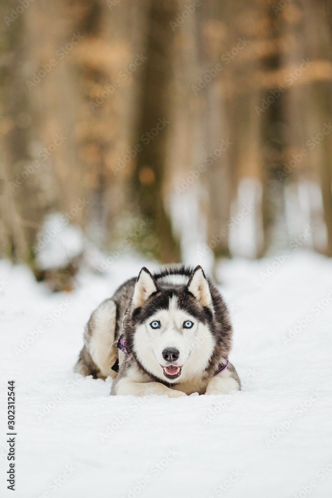 Husky in the forest at winter. 