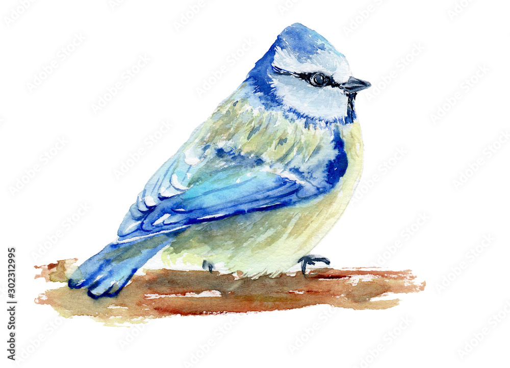 Obraz premium watercolor drawing of a bird - tit on a branch
