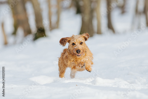 Dachshund puppy running through snow.