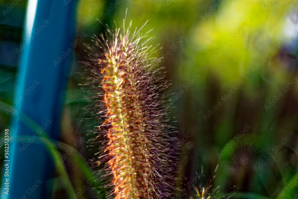 An interesting beautiful plant similar to a squirrel tail. An interesting beautiful plant similar to a squirrel tail.