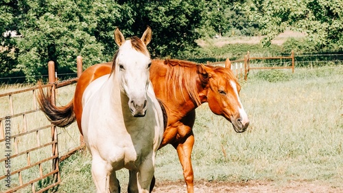 Oklahoma Horses