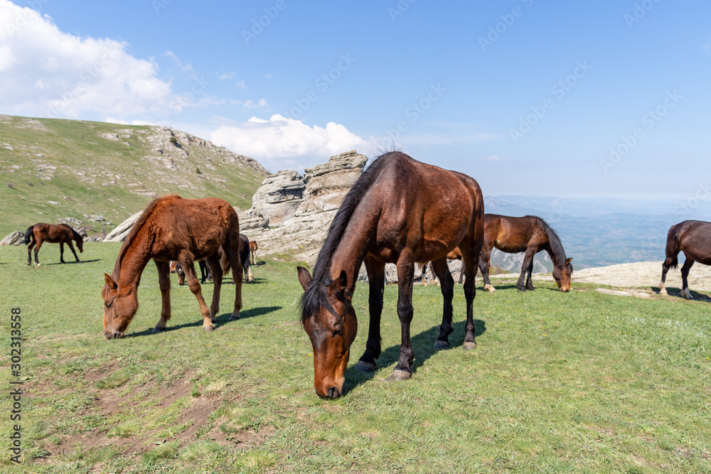 Obraz premium Crimea landscape and travel photo