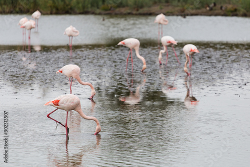 Many flamingos fishing on a lake in La Camargue, France