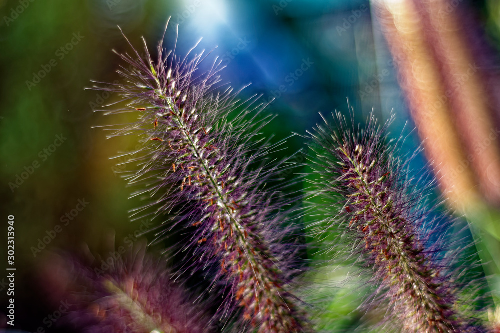 An interesting beautiful plant similar to a squirrel tail. An interesting beautiful plant similar to a squirrel tail.