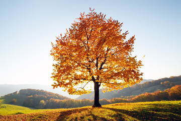 Majestic beech tree with sunny beams at autumn mountain valley. Dramatic colorful evening scene. Carpathian mountains, Ukraine. Landscape photography