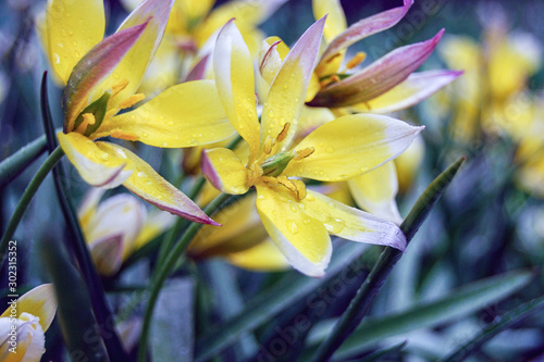 Obraz na plátně Tulip Tarda (Tulipa dasystemon) delicate yellow spring flowers on rainy day
