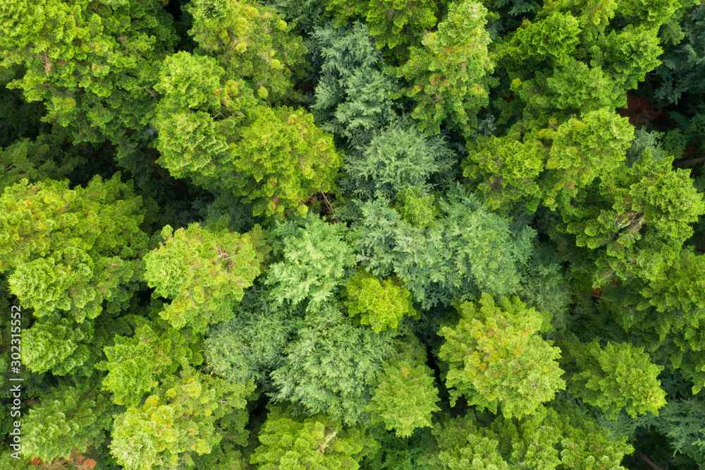 Naklejka premium Zdjęcie lotnicze drone patrząc w dół na magiczny letni las. Tło natura. Fotografia krajobrazowa