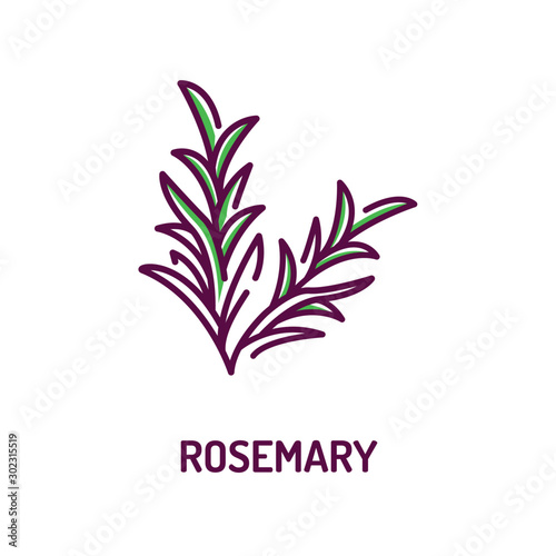 Rosemary branch color line icon. Herbs and spices. Cooking ingredient. Pictogram for web page, mobile app, promo.