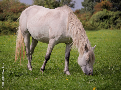 Nice white horse eating grass in a green field.