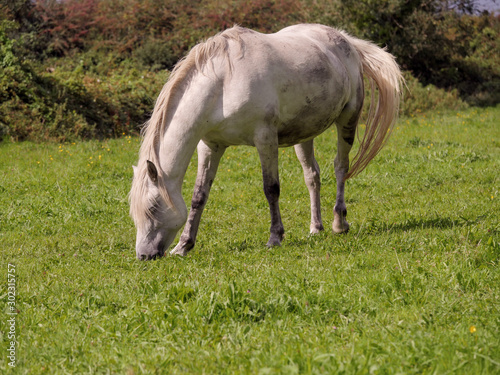 One white horse in a green field grazing grass, Selective focus.
