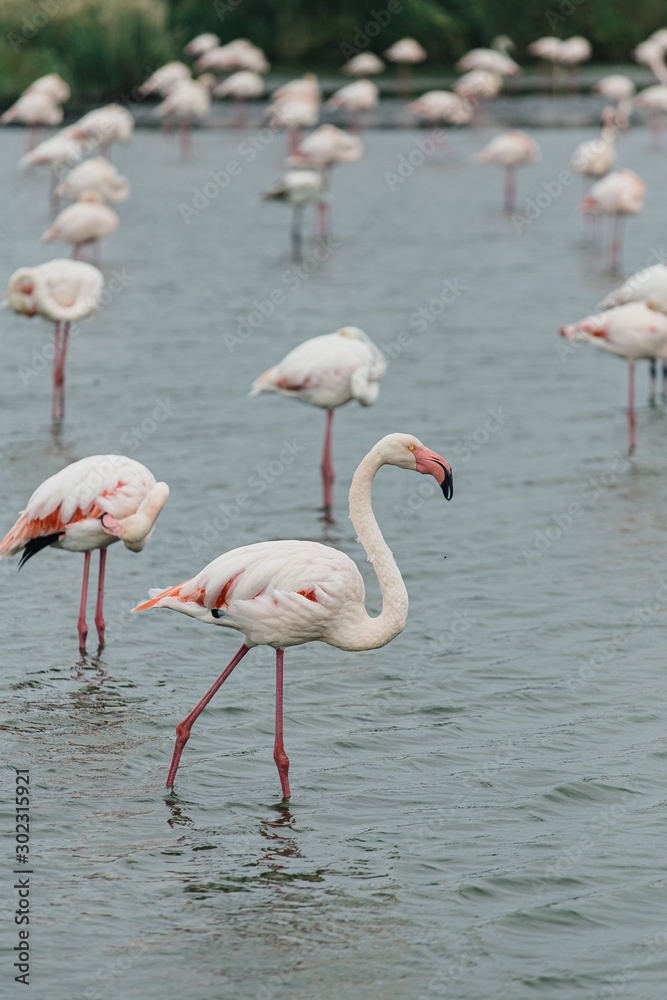 Outsider Pink flamingo on a lake pond with many flamingos in La Camargue wetlands