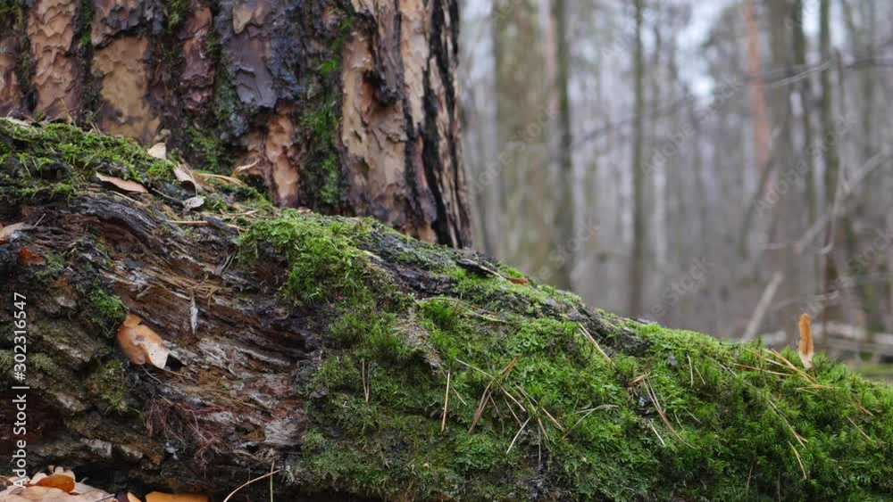Old Fallen Tree And Tree Trunk Moss Covered In The Late Autumn Forest Panning Slider Shot. Old Fallen Tree And Tree Trunk Moss Covered In The Late Autumn Forest Panning Slider Shot.