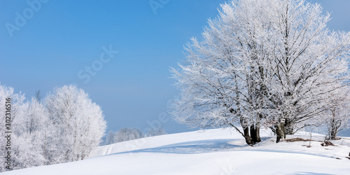 tees in hoarfrost on a snow covered meadow. fantastic winter panorama on a misty morning weather with blue sky. minimalism concept in fairy tale landscape