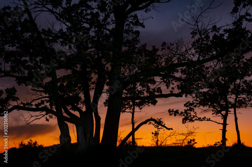 beautiful sunset and oak trees