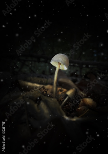 luminous mushroom in the forest