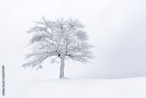 Amazing landscape with a lonely snowy tree in a winter field. Minimalistic scene in cloudy and foggy weather photo