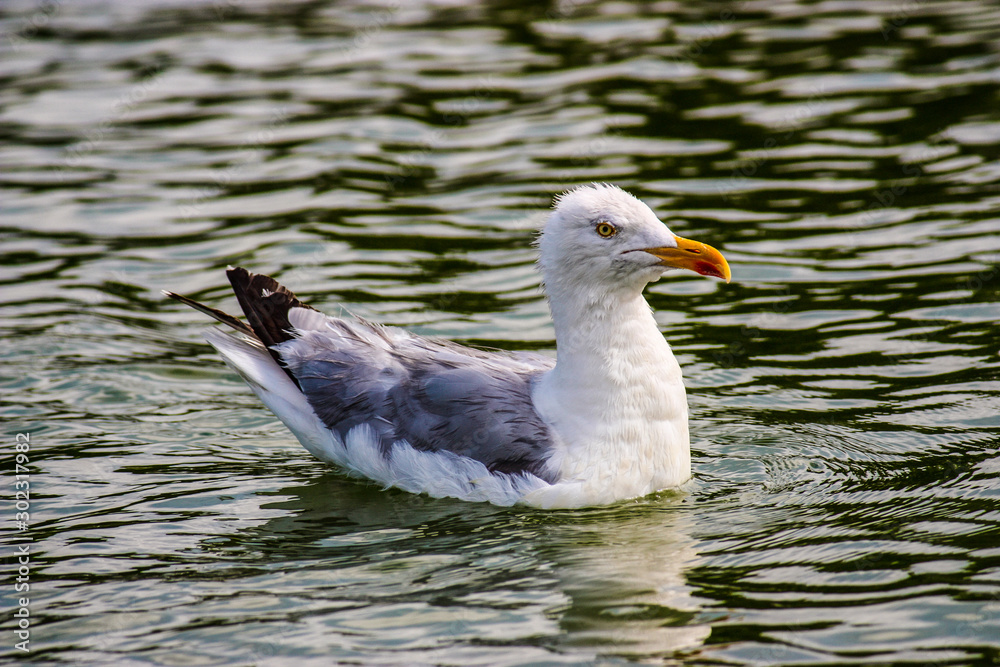 seagull seen up close swimming in the water of a fountain in Paris, France