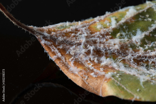 Dry leaf covered with white mold on black background