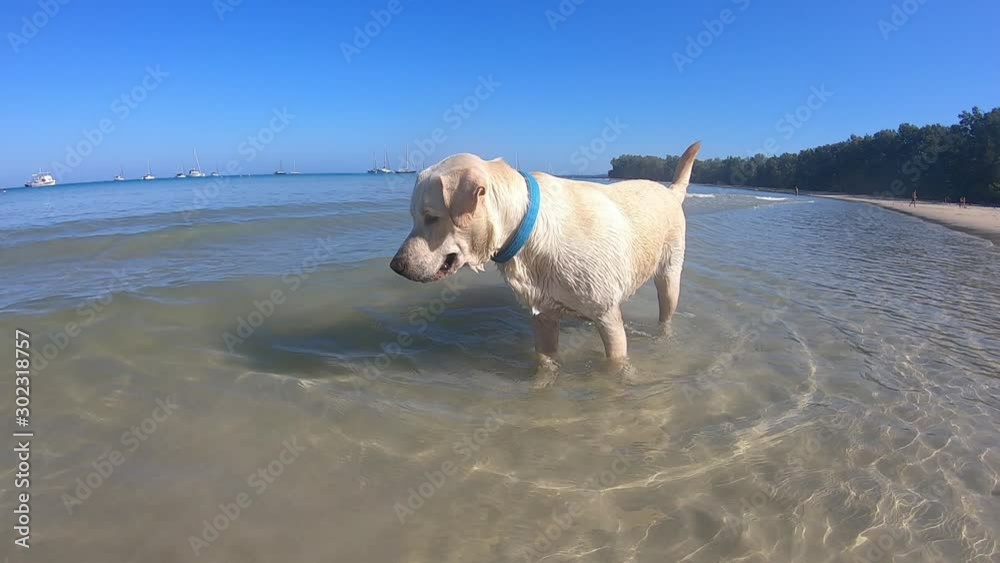 A white dog walks in the water near the shore of a tropical island. A white dog walks in the water near the shore of a tropical island.