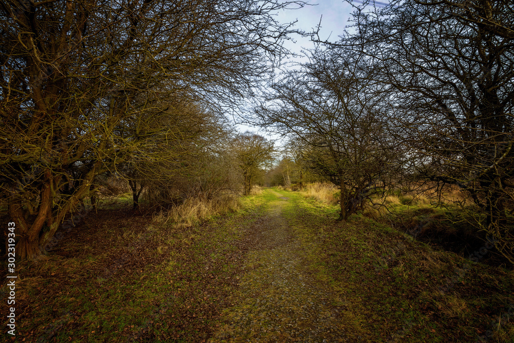 Naklejka premium Cannock Chase forest grass pathway with trees in winter cold morning in england